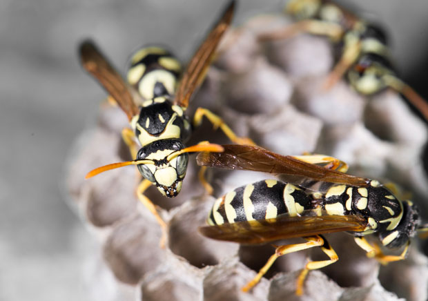 Од убода стршљенова троје преминуло, десетине пацијената свакодневно затраже помоћ лекара!
